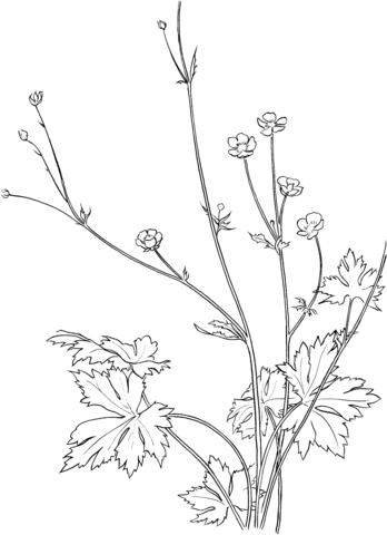 Common Buttercup Flower Coloring Page