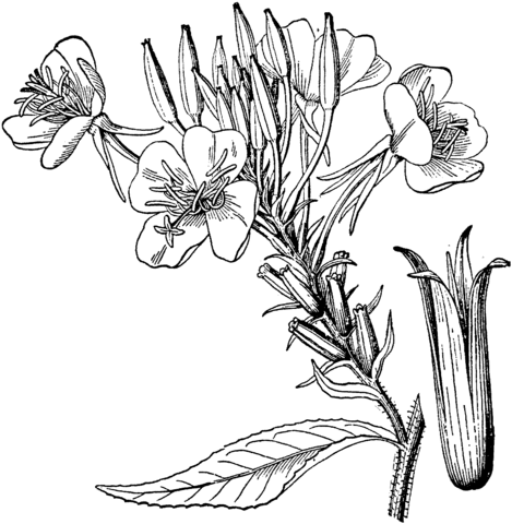 Common Evening Primrose or Evening Star Coloring Pages