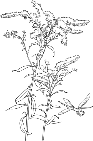 Common Goldenrod Coloring Page