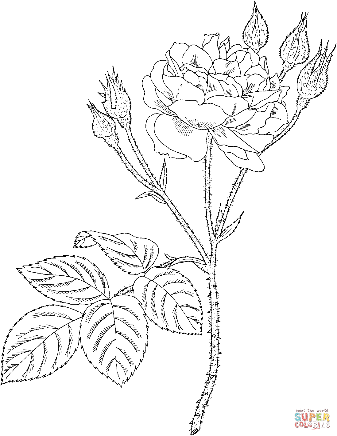 Communis أو الطحلب المشترك أو الطحلب الوردي القديم من الورود