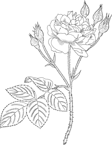 Communis or Common Moss or Old Pink Moss Rose Coloring Page