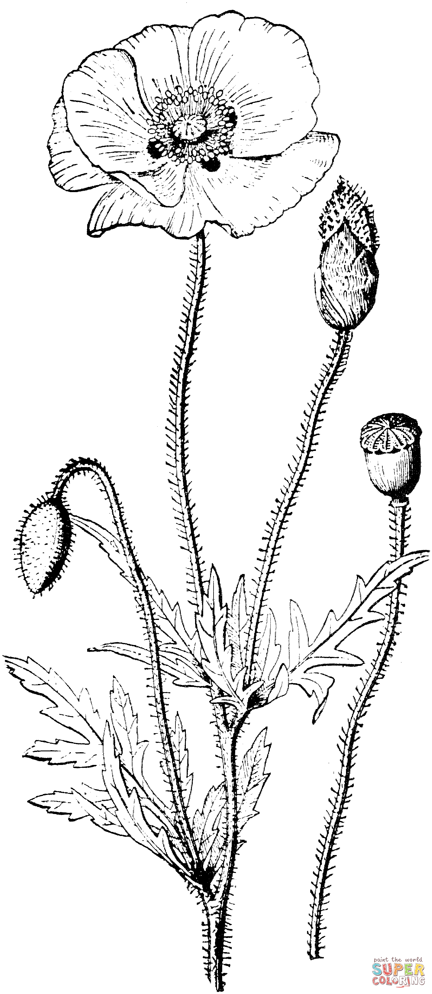 Corn Poppy Coloring Pages