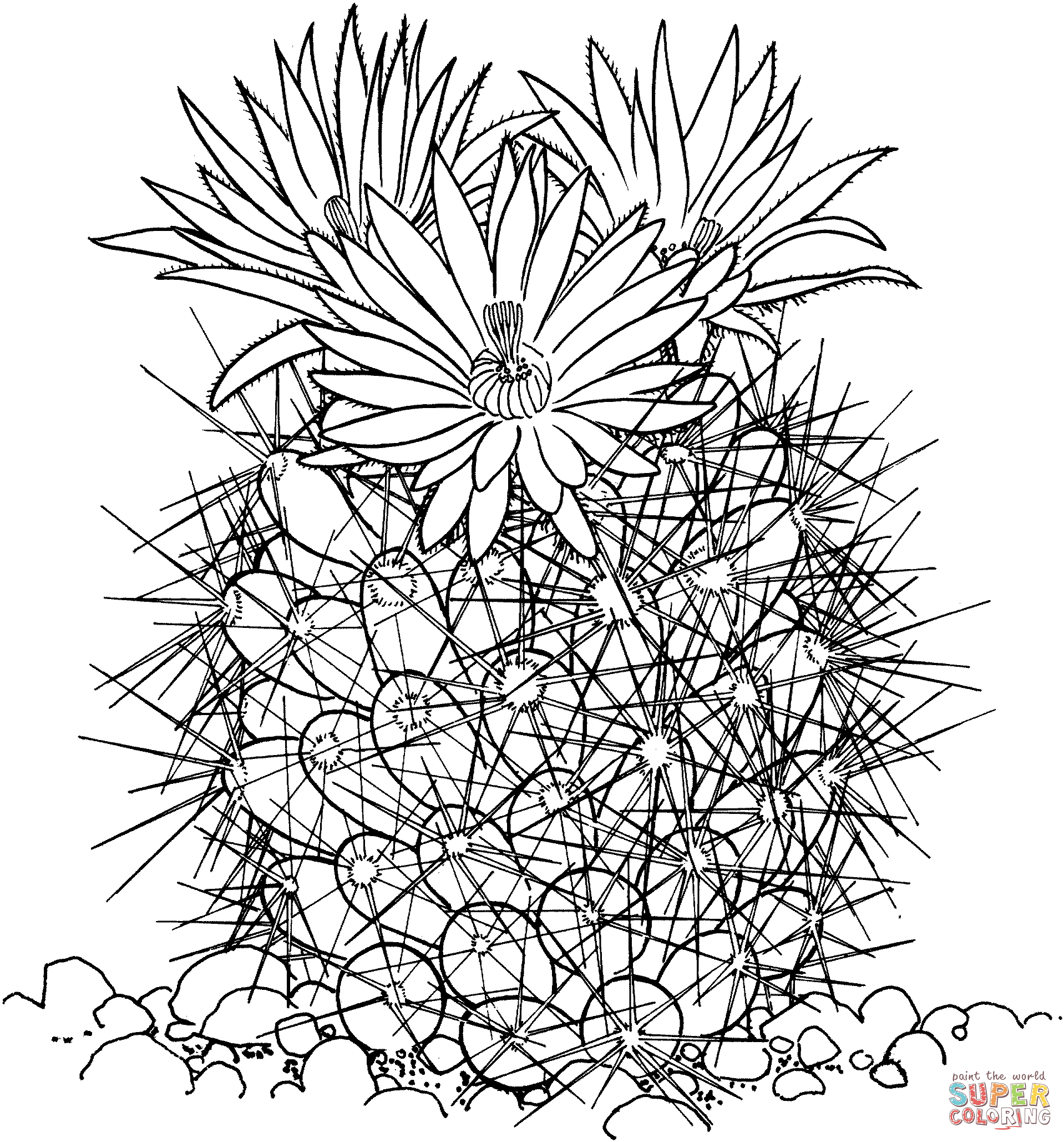 Coryphantha Vivipara oder Bienenstockkaktus von Cactus