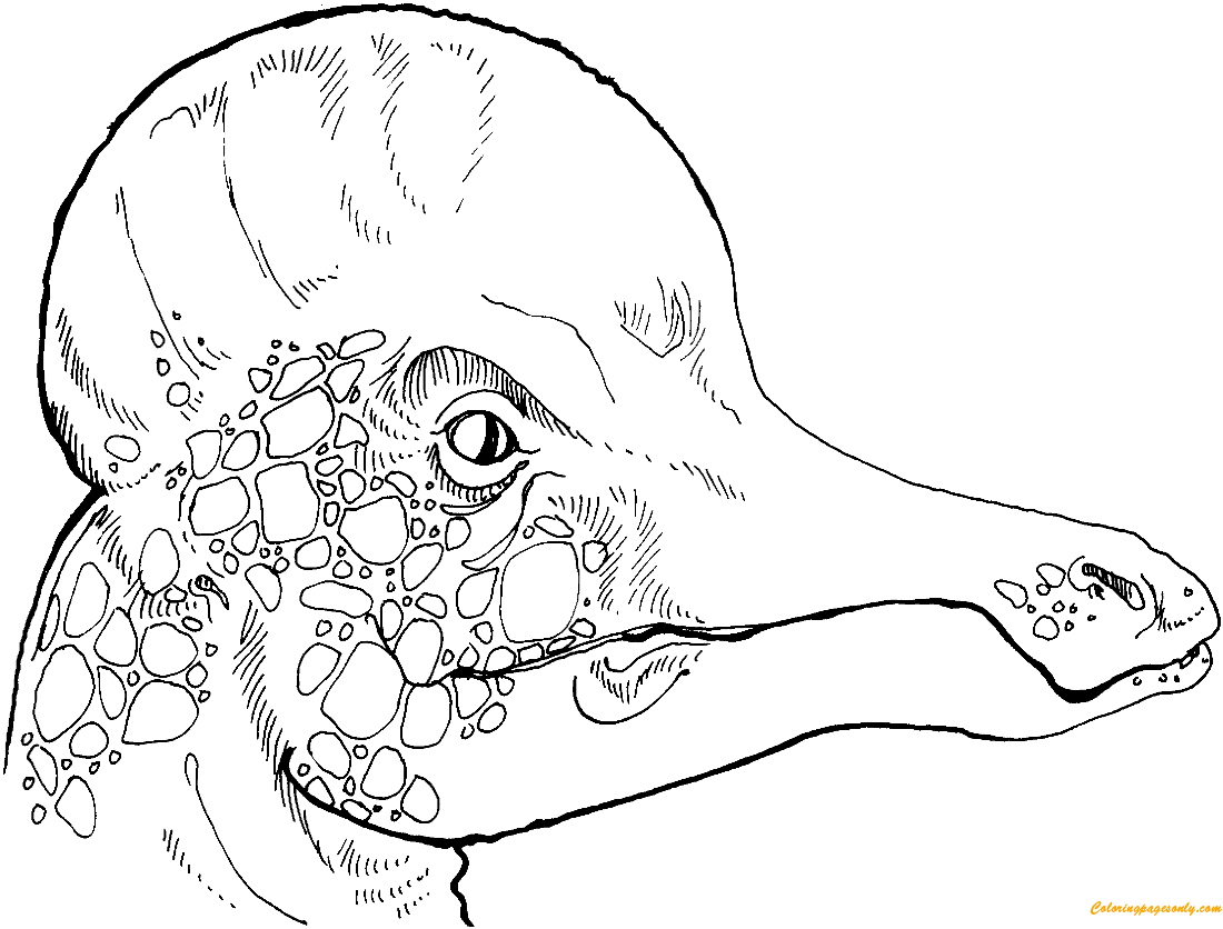 Раскраска Голова коритозавра гадрозавра
