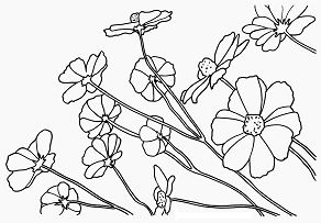Cosmos Flowers Coloring Pages