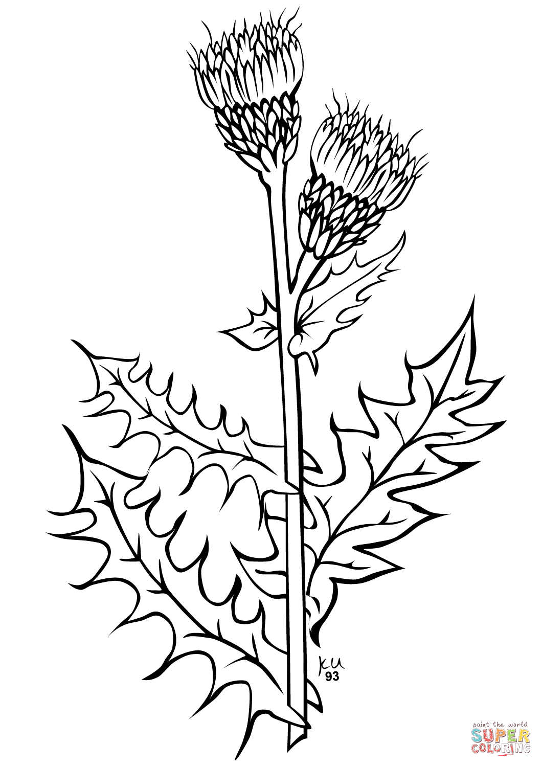 Creeping Thistle Coloring Page