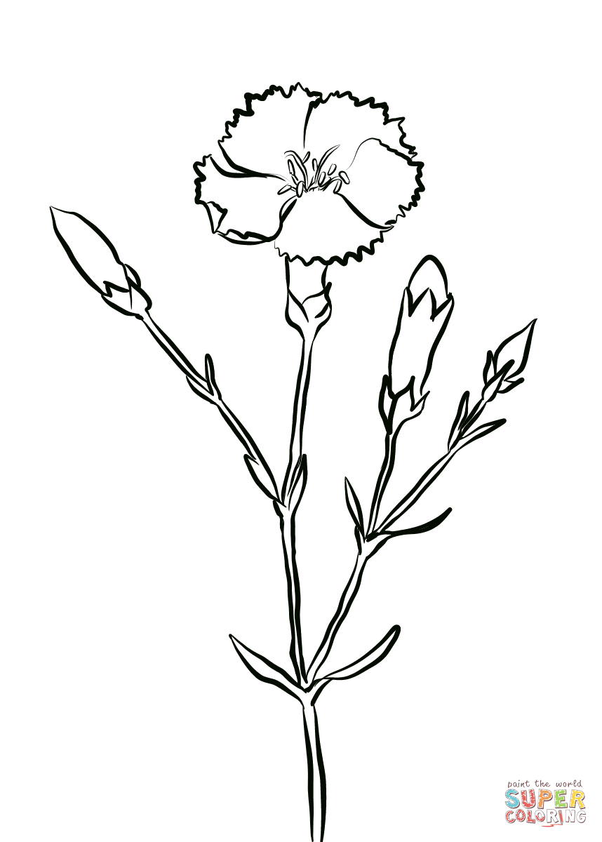 Crimson Carnation Coloring Pages