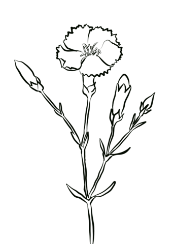 Crimson Carnation Coloring Pages