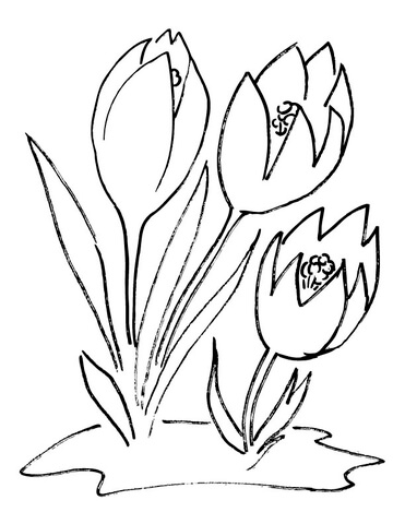 Crocus Flower Coloring Pages