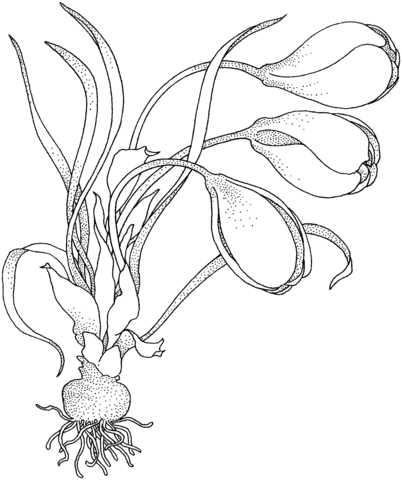 Crocus with bulbs Coloring Page