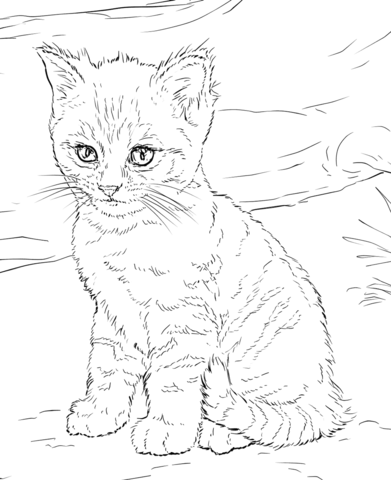 Cute Kitten Coloring Pages