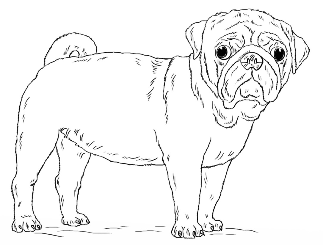 Pug Coloring Pages To Download And Print For Free Pup Vrogue co