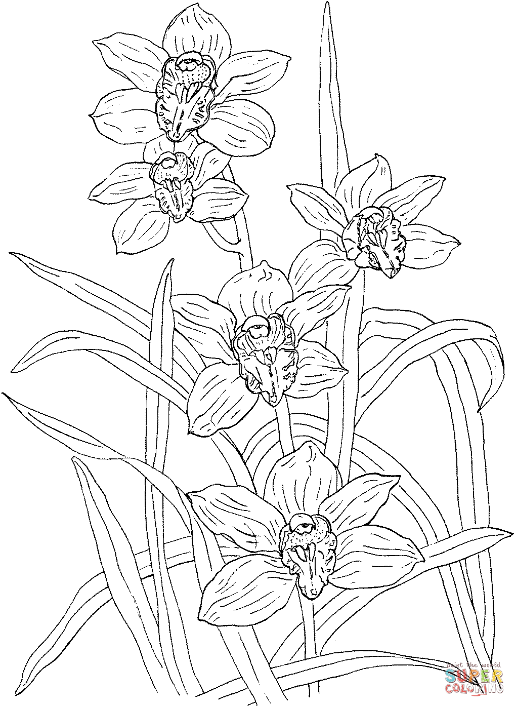 Cymbidium Rosanna Orchid Coloring Pages