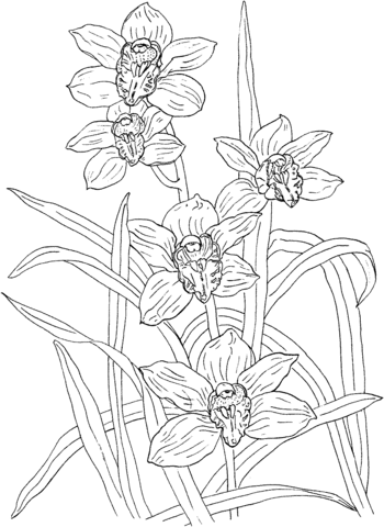 Cymbidium Rosanna Orchid Coloring Pages
