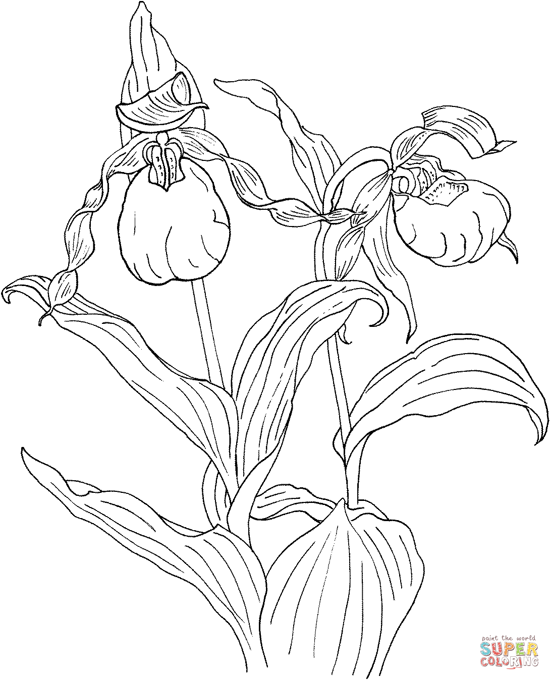 Cypripedium Calceolus Is A Lady's Slipper Orchid Coloring Pages