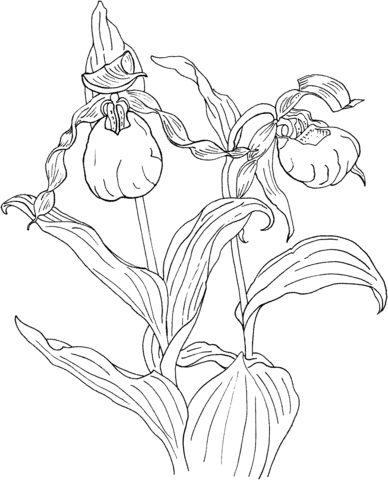 Cypripedium Calceolus is a Lady’s Slipper Orchid Coloring Pages