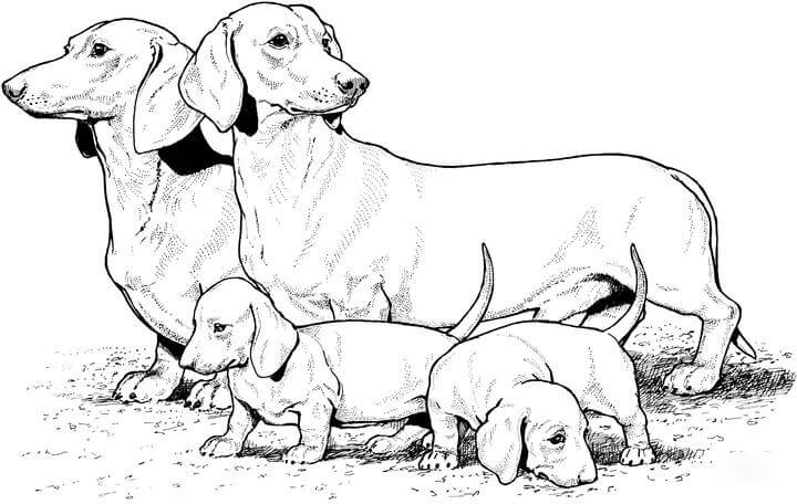 Dachshund and puppies Coloring Page