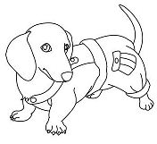 Dachshund Puppy Coloring Pages