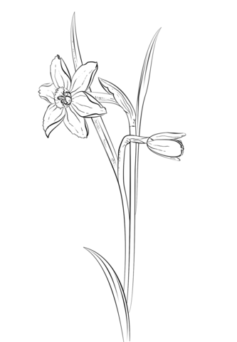 Daffodil flower Coloring Pages