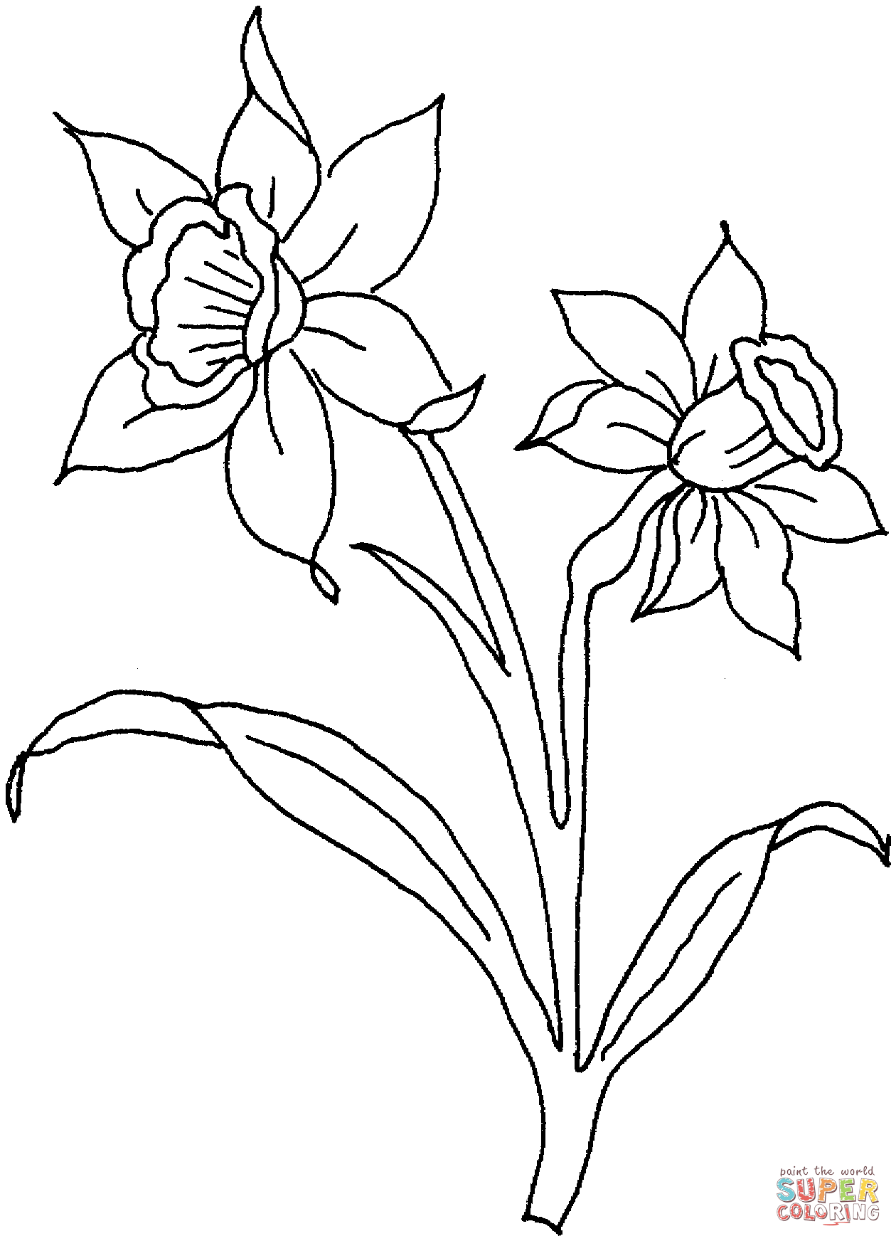 Narcissenbloemen van Narcis