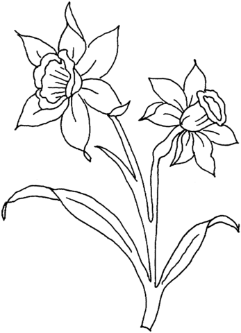 Daffodil Flowers Coloring Page