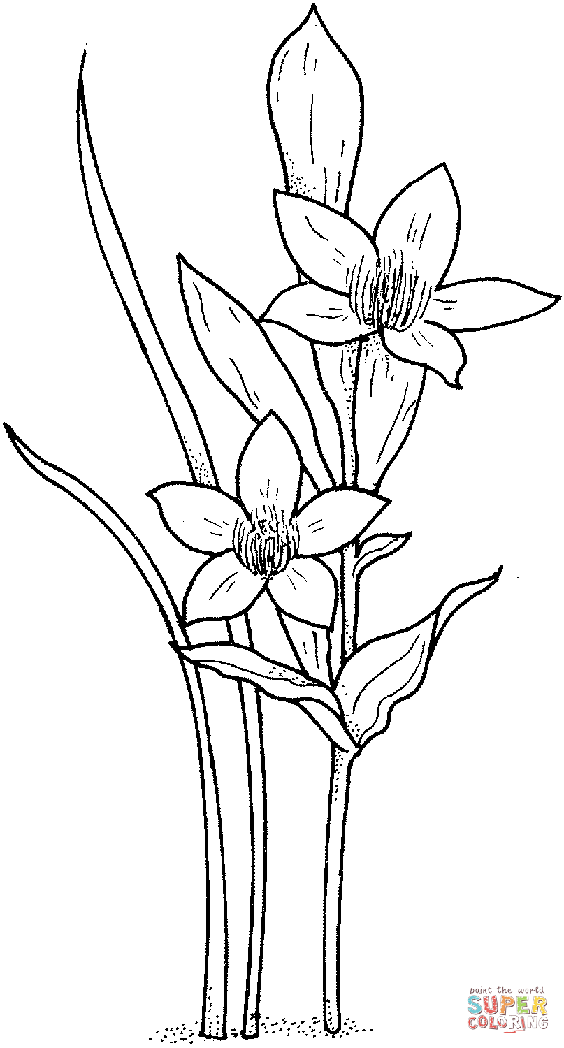 Narciso o narciso o junquillo de Daffodil