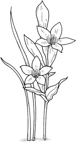 Daffodil or narcissus or jonquil Coloring Page