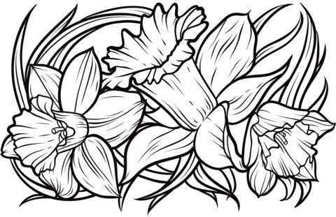 Daffodil Coloring Pages