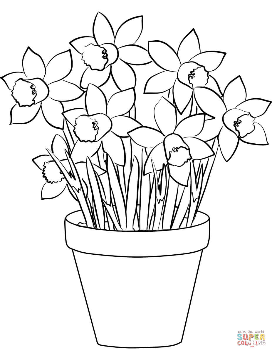 Narzissen von Daffodil