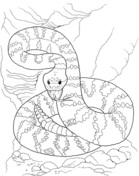 Dangerous Rattlesnake In A Deserts Coloring Page