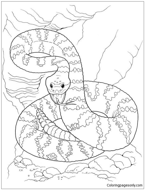 Dangerous Rattlesnake In A Deserts Coloring Pages