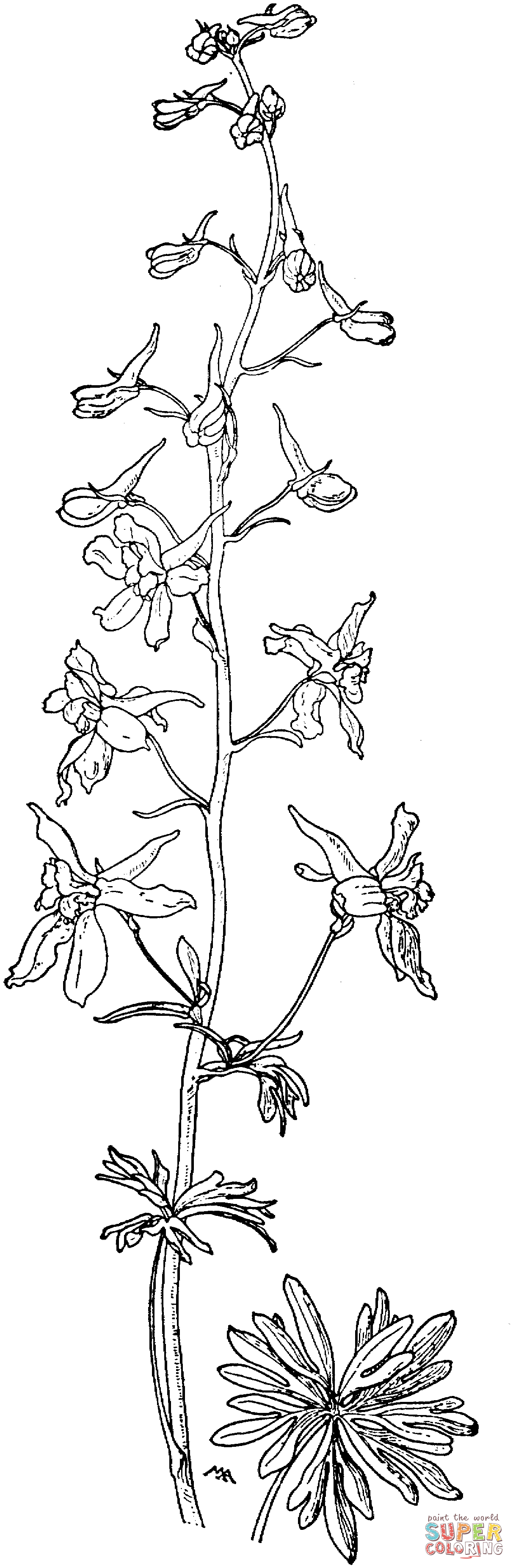 Delphinium Bicolor ou Little Larkspur ou Low Larkspur de Larkspur