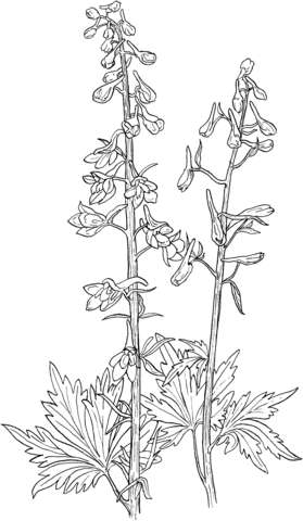 Delphinium Elongatum or Tall Larkspur Coloring Pages