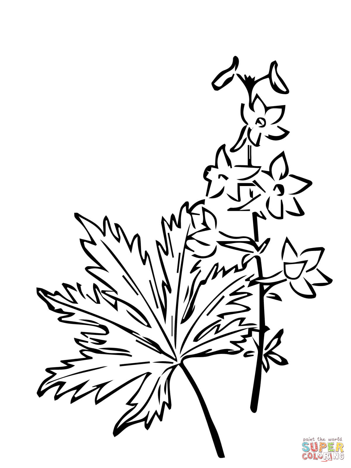 Delphinium Trolliifolium or Columbian Larkspur Coloring Pages