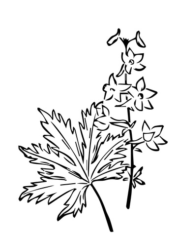 Delphinium Trolliifolium or Columbian Larkspur Coloring Pages