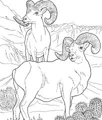 Desert Bighorn Sheep Coloring Pages