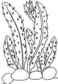 Desert Cactus 1 Coloring Page