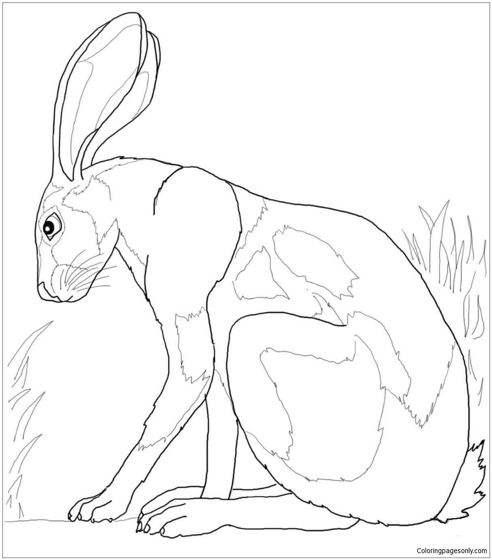 Desert Hare Coloring Pages