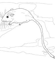 Desert Pocket Mouse Coloring Page