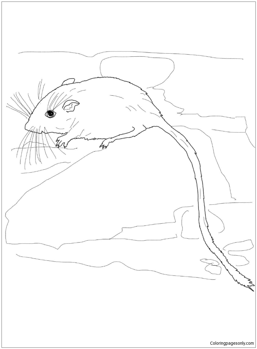 Пустынная карманная мышь из пустыни