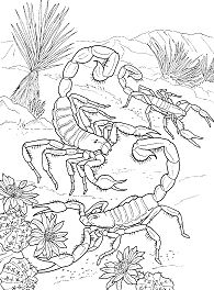 Desert Scorpions Coloring Page