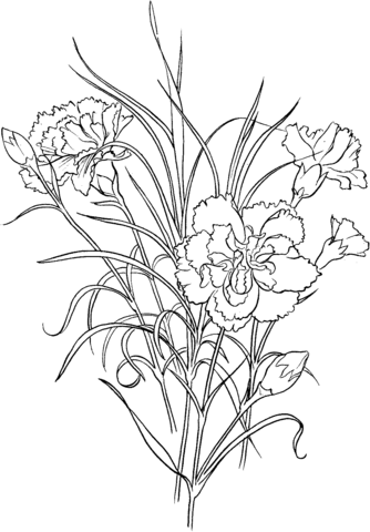 Dianthus 1 Coloring Page