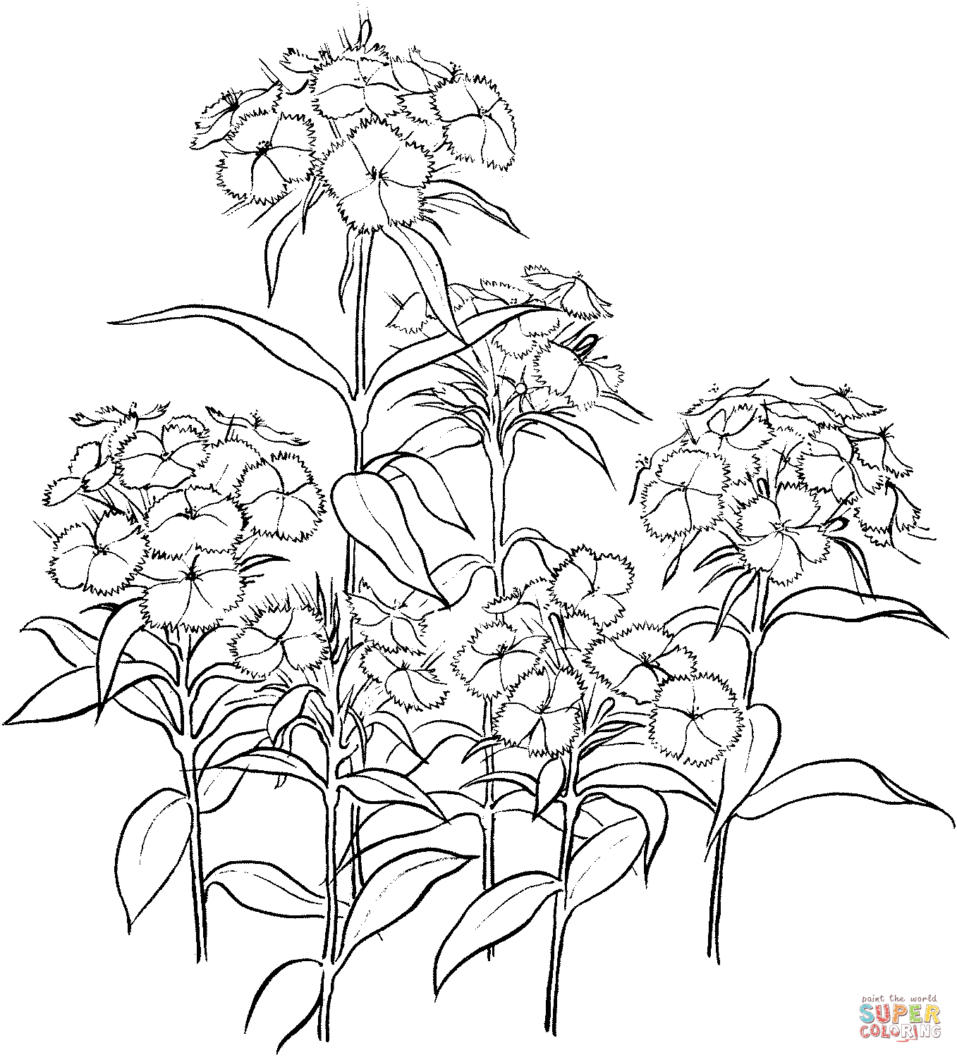 Dianthus 2 dal garofano