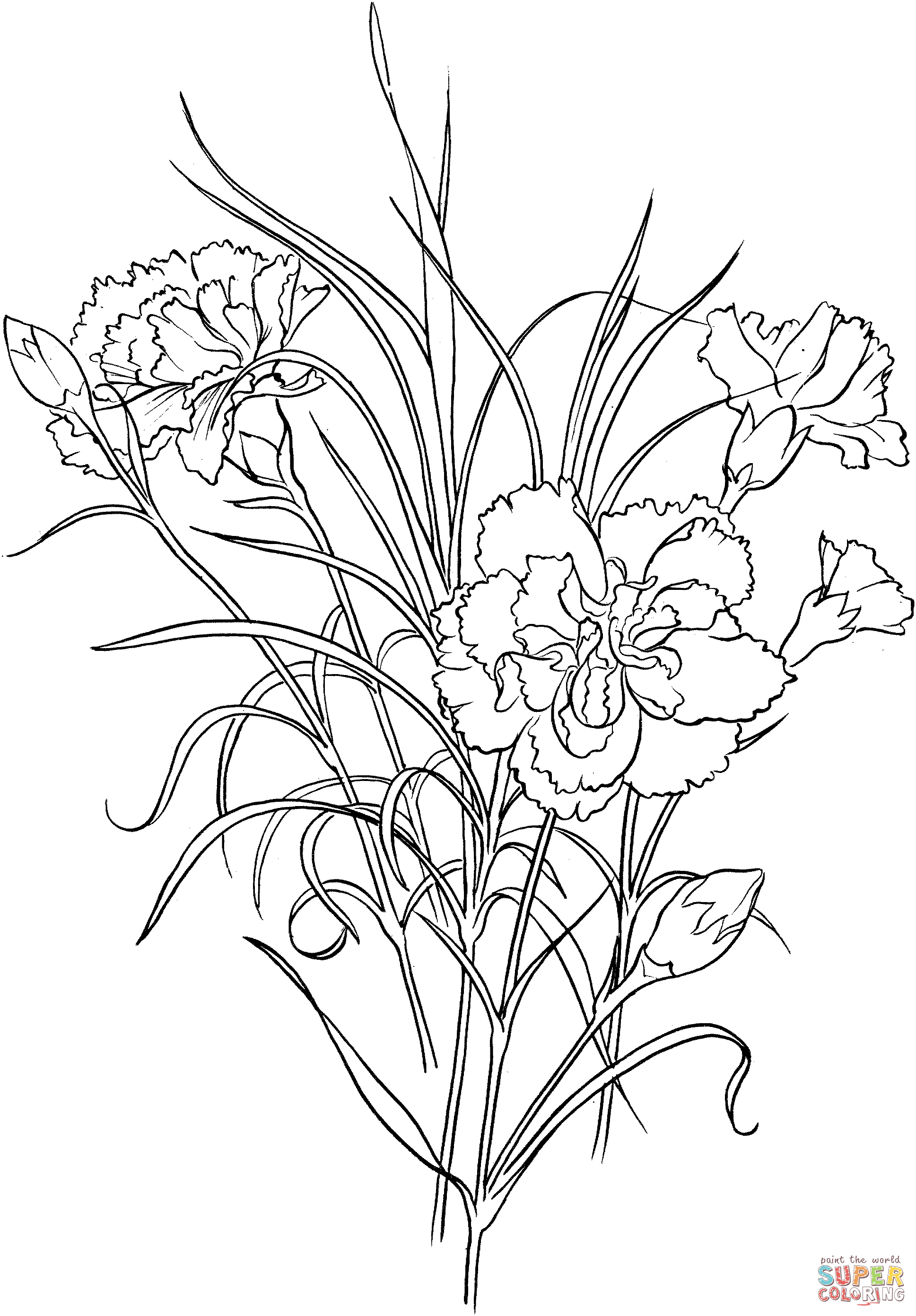 Dianthus Caryophyllus Nelke Rosa Nelke von Carnation