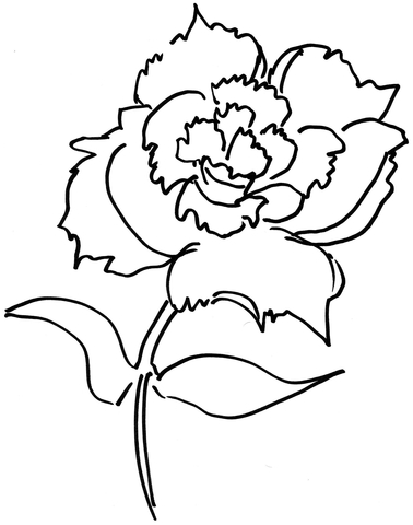 Dianthus Flower Coloring Page