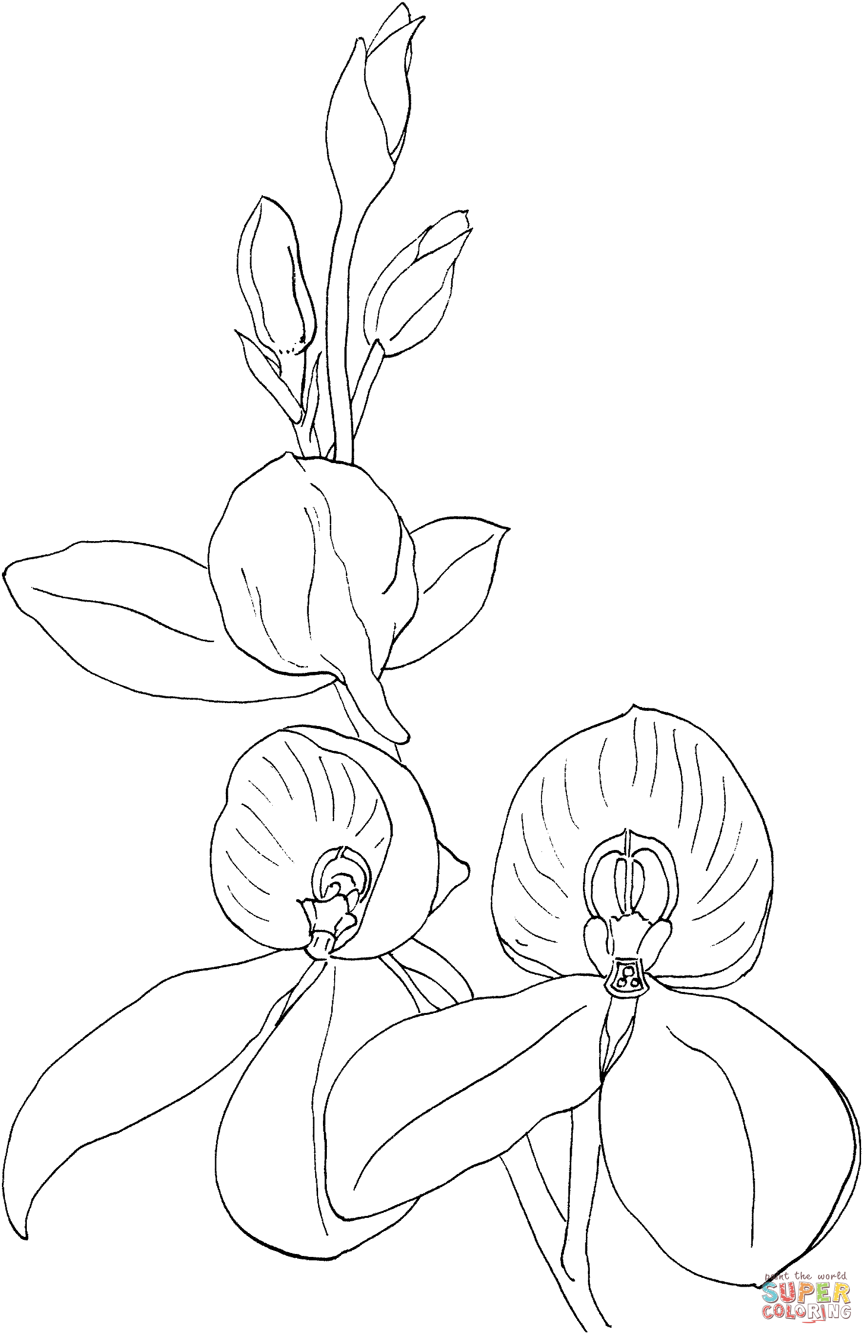 Orquídea Disa Kewensis de Orquídea