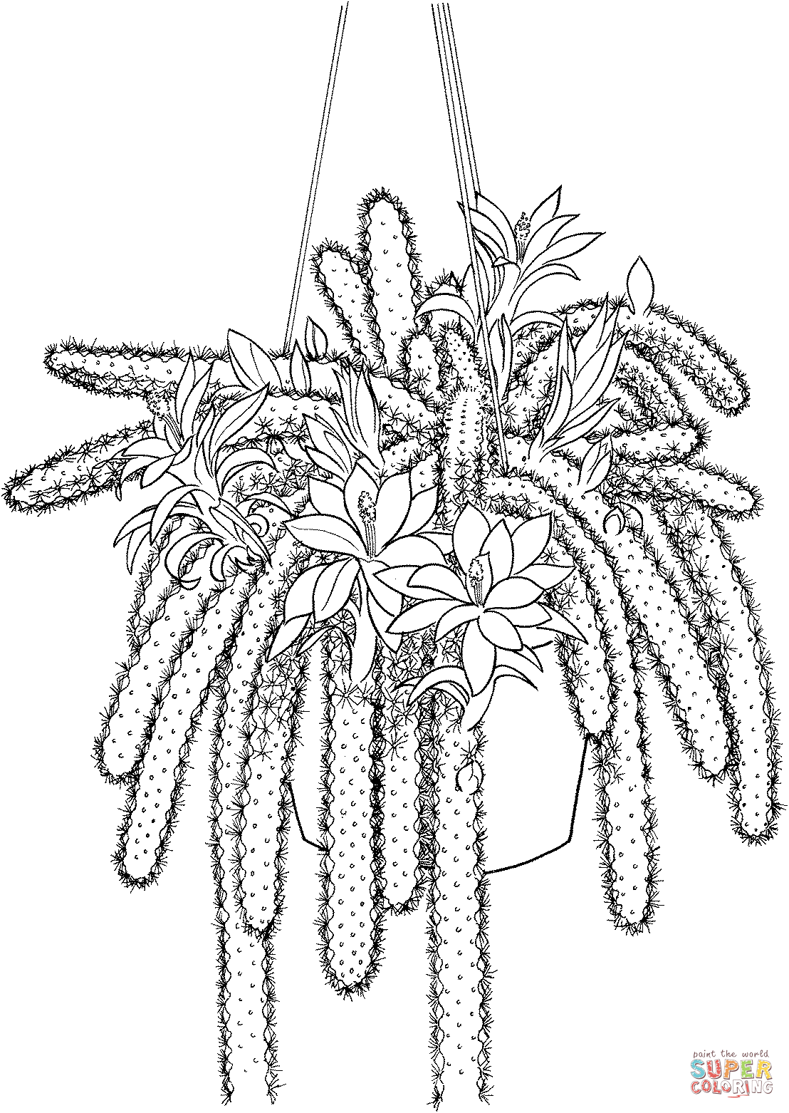 Disocactus Flagelliformis Or Rattail Cactus Coloring Pages