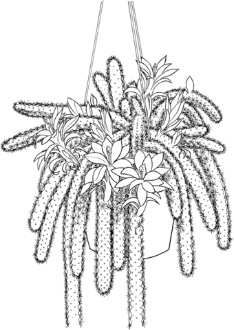 Disocactus Flagelliformis or Rattail Cactus Coloring Page