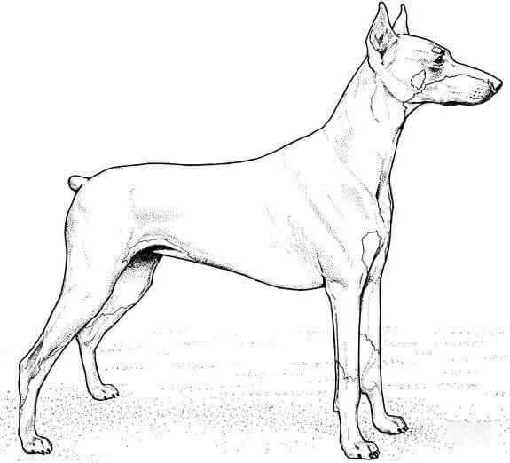 Doberman Pinscher Coloring Pages