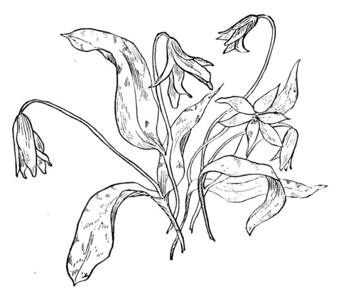 Dog’s Tooth Violet Coloring Page